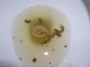 What causes bubbles to form in a toilet?