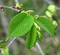 What are the uses of slippery elm powder?