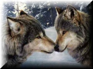 Two Wolves Story 1