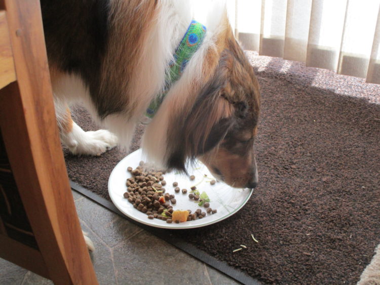 The Dog Food Diet
