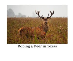 Roping a Deer