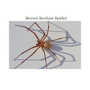 Brown Recluse Spider bite