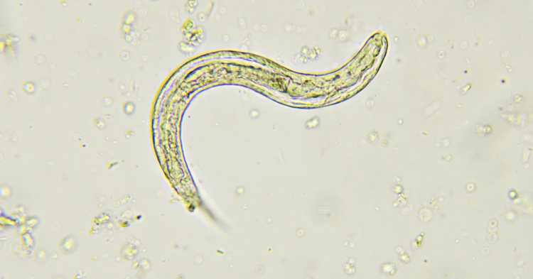 Roundworm-Strongyloides (Large animals) 3
