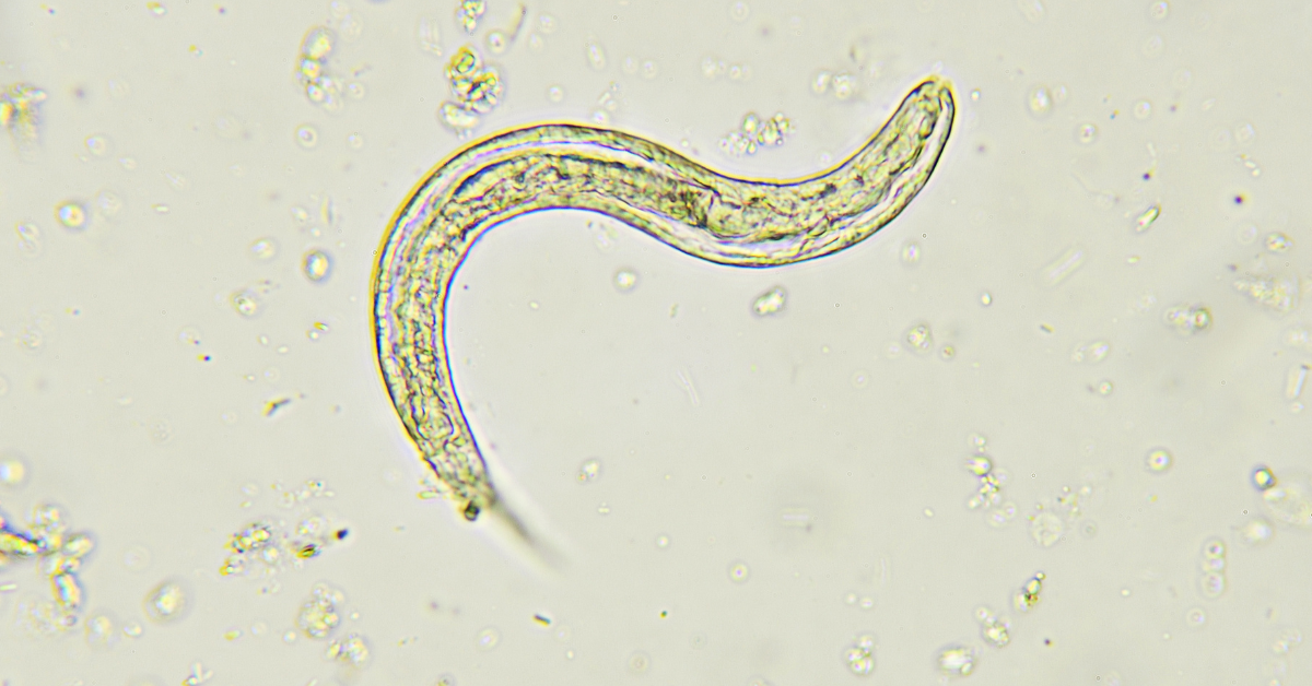 Roundworm-Strongyloides (Large Animals) - Natural Health Techniques