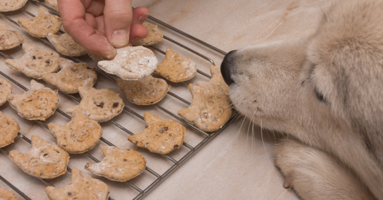 Dog Biscuit Recipes 1