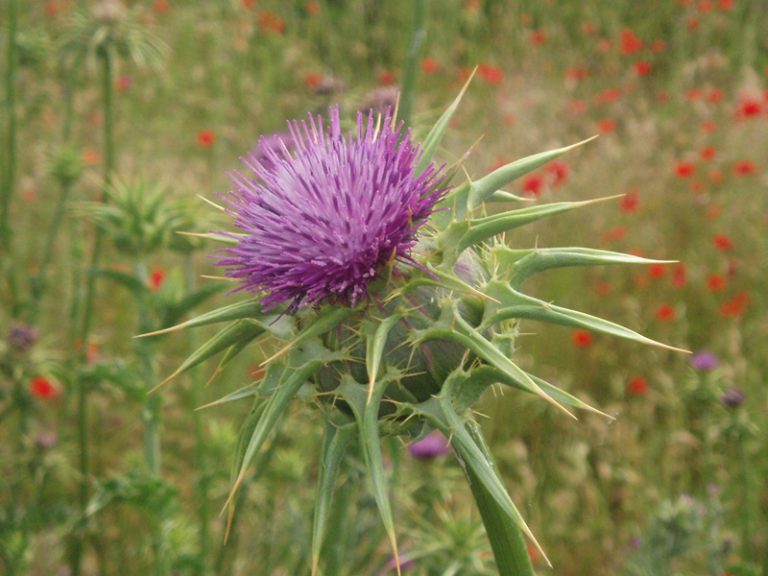 Milk Thistle - Natural Health Techniques