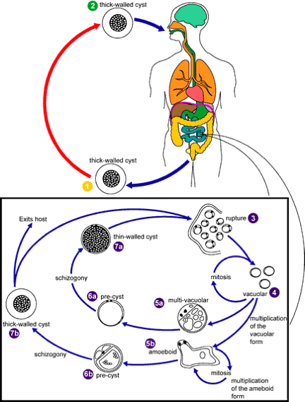 Protozoa-Blastocystis 1