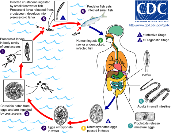 Tapeworm (Cestode) Species 15