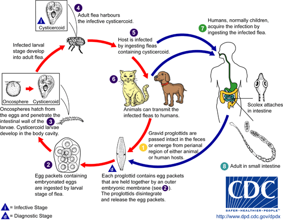 Tapeworm-Dipylidium caninum (From fleas) 1