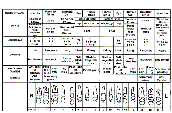 Teeth and the Tooth Chart 1