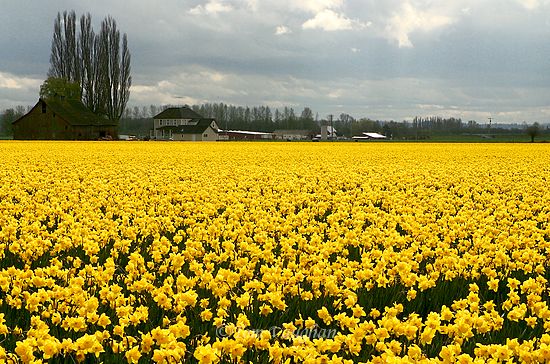 The Daffodil Principle