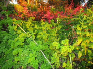 Moss Leaf Parsley. Coral bells in back.