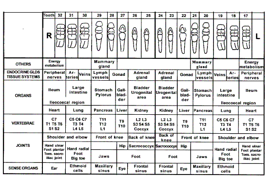 Teeth and the Tooth Chart 2