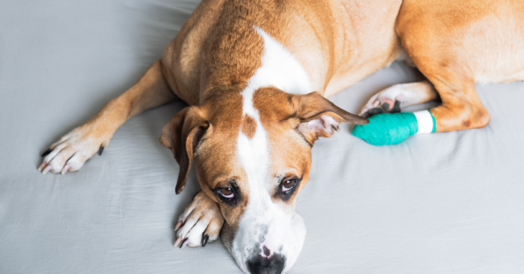 How to Apply Poultice and Bandage to a Dog Paw 1