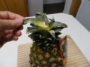 Check pineapple for ripeness