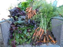 Carrot and beet harvest 2013