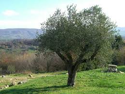 Olive leaf-tree