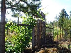 Grape arbor entrance to the berry patch, 2013.