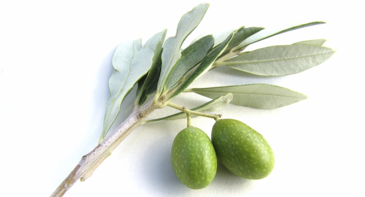 Herb - Olive Leaf - Natural Health Techniques - Dr. Denice Moffat