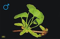 Photo of a male Ginkgo biloba plant