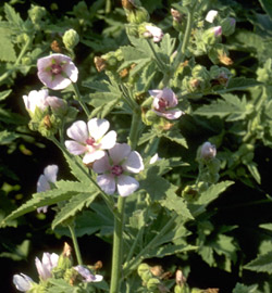 Marsh mallow for interstitial cystitis