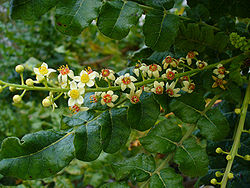 Boswellia (frankincense) flower