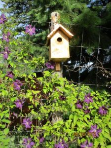 Birdhouse with clematis.