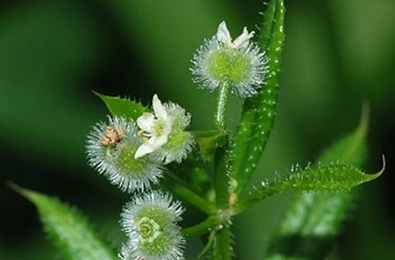 These sticky little flowers are from the Cleavers plant.