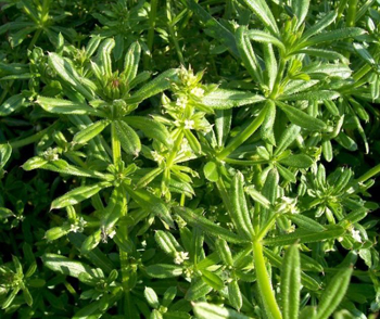 Cleavers sticks to everything--plants, your pants legs--but it's a great herb for chronic bladder infection.