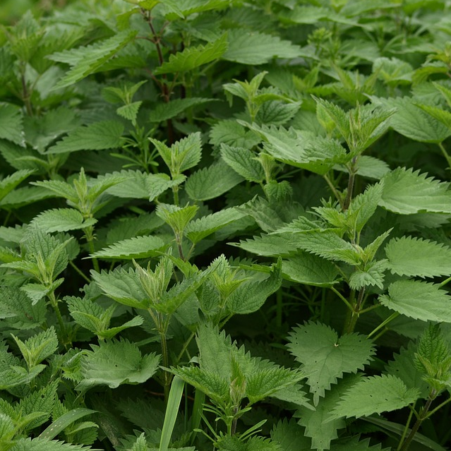 Nettles-Stinging Nettles - Natural Health Techniques