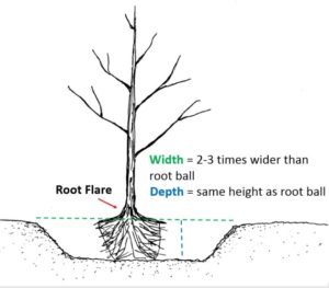 Fruit Tree Planting Tips and Tricks 1